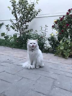 Persian female cat for sale