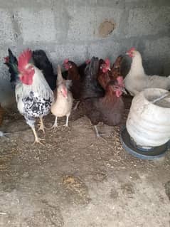 Desi mesri egg laying hen 1500 per piece