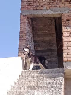 Siberian Husky For Sa