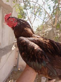 aseel 14 months healthy rooster.