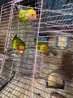 love bird and one casino lovebird female