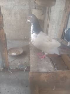 pigeon