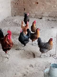 Desi hens for Sale