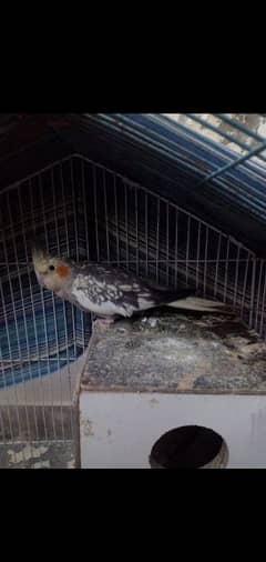 breeder cocktail parrot grey and white