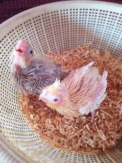 Cockatiel Chicks