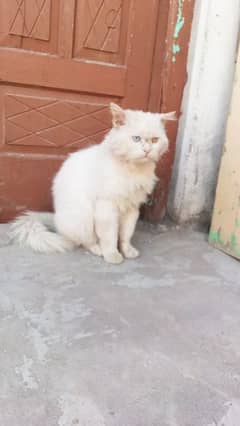 white Male cat odd eyes