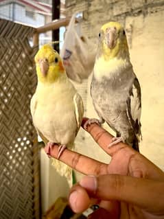 Handtamed Cockatiels read ad first