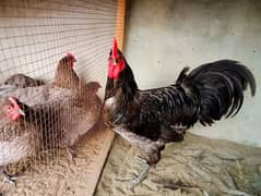 Australorp Heritage | Eggs| Austrolorp Chicks |Heera Chicks for sale