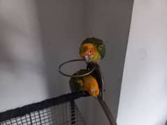 sunconure pathey