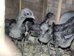 Ayam Cemani chicks or breeder pair available