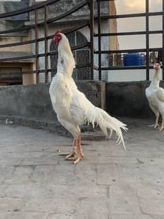 king size/ shamo chicks/high top quality/white shamo/pure aseel chicks