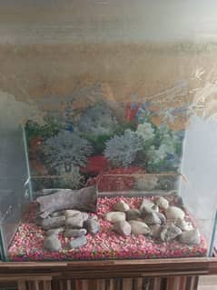 Aquarium for Sale