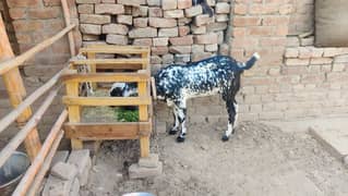 goat for sale path for sale Bakri