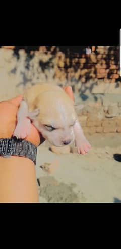 Siberian Husky puppies / husky puppy /blue eye husky