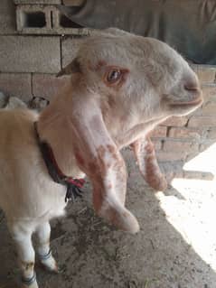 China Male Bakra Exchange Female Bakri