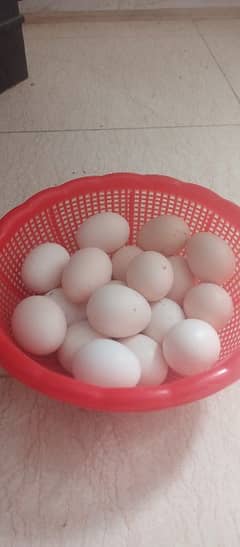 Aseel eggs