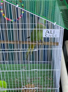 indian ringneck hand tamed talking male bird parrot