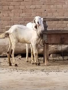 fresh female goats