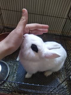 Dwarf hotot pure Netherlands breed