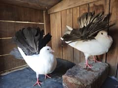 silver / black tail pair