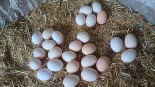 fresh fartile eggs Available. Golden، misri i ،lohman brown & sendi