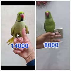 parrot