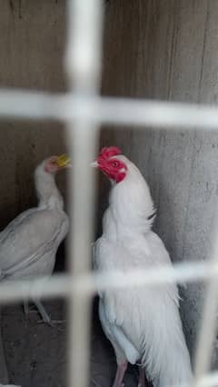 Aseel hen and Heera Aseel hen for sale