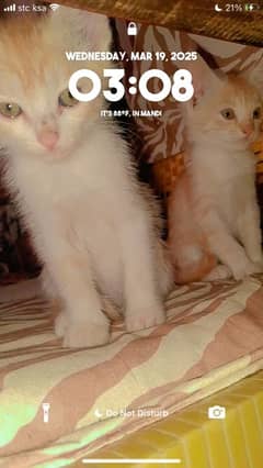 cute persian double coat kitten for sale