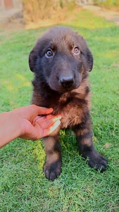 German Shepherd Male