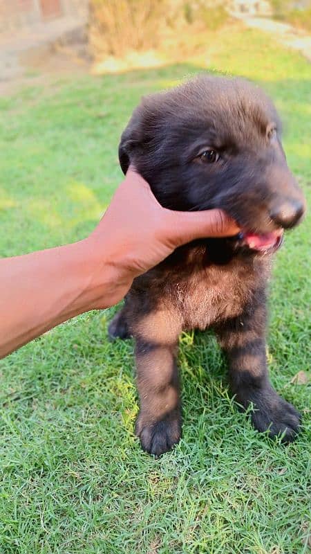 German Shepherd Male 1