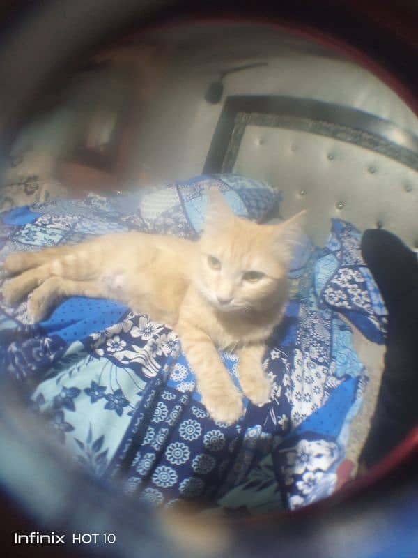 Siberian Cat With 2 Baby 0