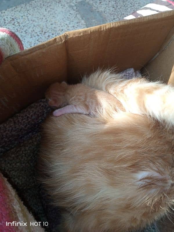 Siberian Cat With 2 Baby 1