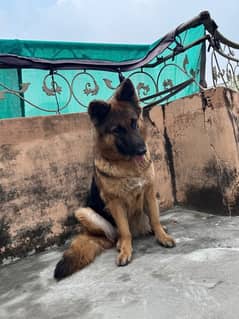 Long coat german shephard breeder female