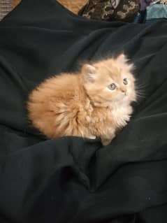 Ginger Bhalo Persian kitten