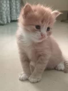 GINGER KITTEN