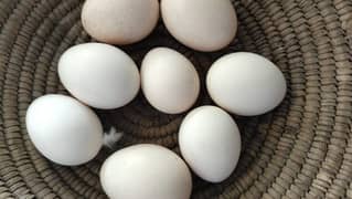 eggs sale white Heera