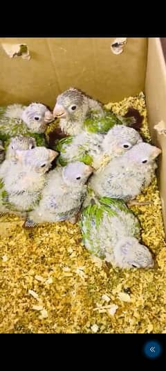 pineapple conure chicks yellow n white parrot03240045535