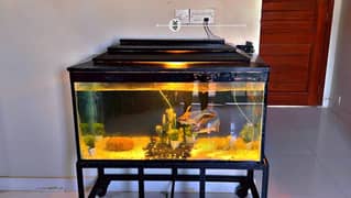 aquarium with fishes and oxygen pump