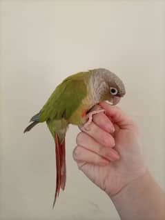 Piniple Conure Fully handtame