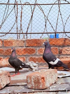 Different Types Fancy Pigeons