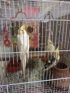 Cockatiel parrots pair for sell