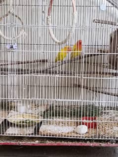 Breeder Pair of Lutino Lovebirds for Sale