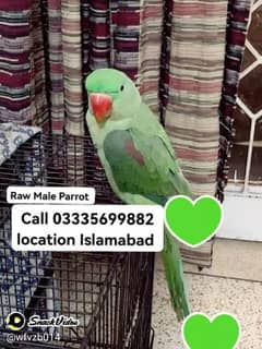 Kashmiri Raw Parrot In Reasonable Price Jumbo Size