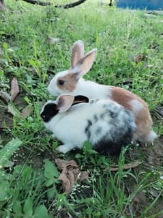 Rabbits pair for sale