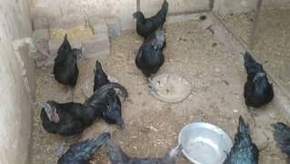 ayam cemani male for sale