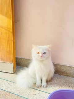 Persian cat  dabal kort for sale