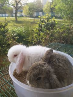 Holland lop bunnies