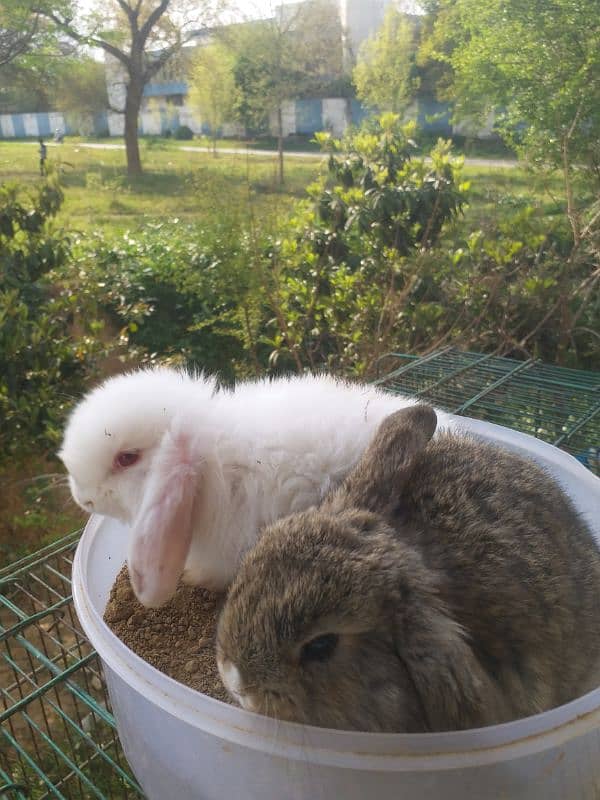 Holland lop bunnies 0