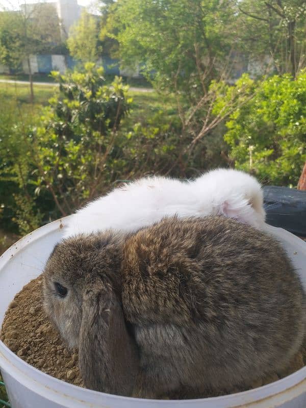 Holland lop bunnies 1