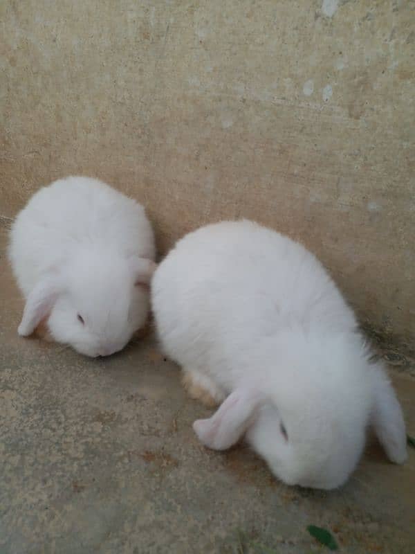 Holland lop bunnies 4